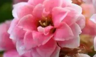 怎样挑选长寿花冬季开花 如何挑选长寿花冬季开花