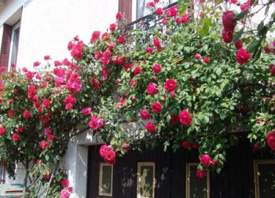 爬藤月季怎么不开花 爬藤月季不爬藤怎么办