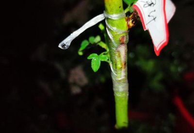 嫁接月季多久能发芽 月季嫁接蔷薇多长时间发芽成活