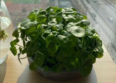 铜钱草能用啤酒水浇吗 铜钱草可以浇啤酒水吗