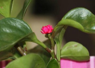 豆瓣绿开花吗 开花的样子 图