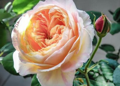 朱丽叶月季是藤本吗 朱丽叶是藤本还是灌木植物