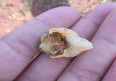 猕猴桃花腐病用什么药防治 目前猕猴桃花腐病防治措施