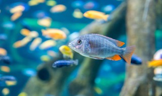 金鱼池里面放什么物件聚财 金鱼池里放哪些物件旺财