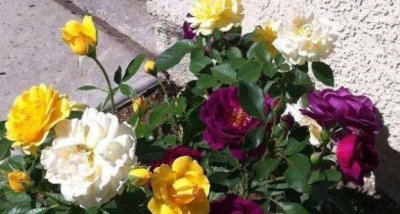 一株月季开出不同颜色的花 用什么繁殖方法开多个颜色花