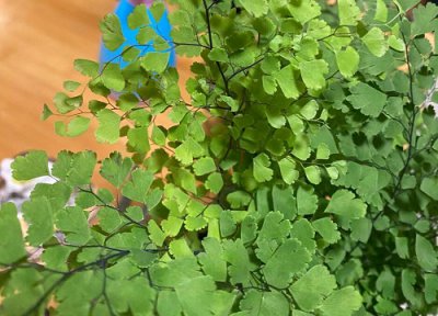 波士顿蕨的风水作用及寓意 摆放风水禁忌