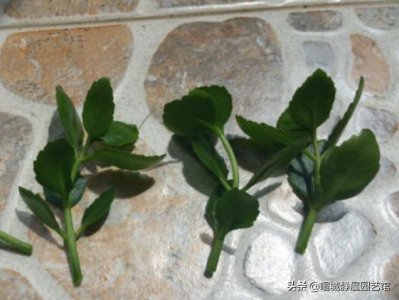 长寿花扦插后需要浇水吗 长寿花刚扦插怎样浇水养护