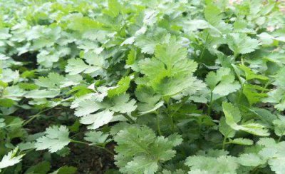 香菜追肥应该施什么肥料最好 香菜施什么肥料长得快