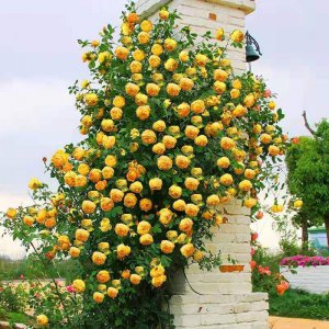 黄金庆典月季优缺点 抗病耐阴的黄金庆典长的快吗