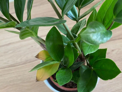 金钱树叶子发黄什么原因 金钱树黄叶的6种情况及补救方法