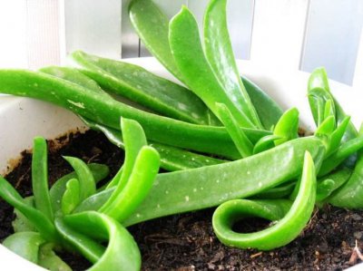 家里为什么不能养佛手掌