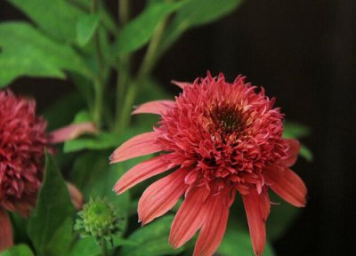 松果菊花期时间 松果菊花期是什么时候