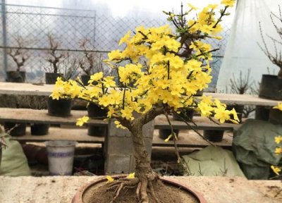 大叶迎春花盆景效果图 小叶迎春花盆景的养护方法