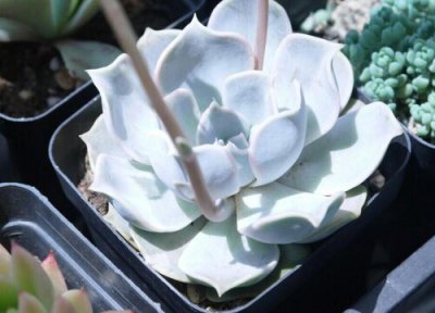 丽娜莲多肉养殖 丽娜莲多肉怎么养