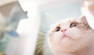 猫吐了怎么回事 猫咪吐了是怎么回事