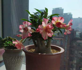 移栽花的方法步骤 家里植物正确的换盆操作与注意事项