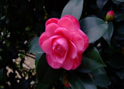 夏季茶花养护 夏天茶花养护需要注意哪些问题