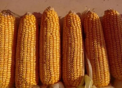玉米最新行情价格表 2023年河北现在玉米多少钱一斤