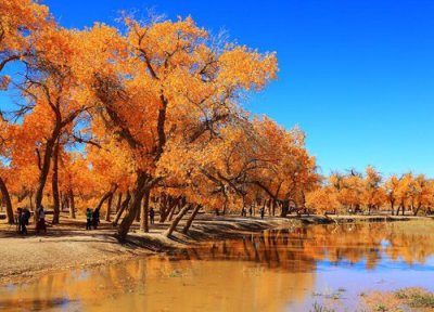 胡杨木的风水作用 有什么风水寓意