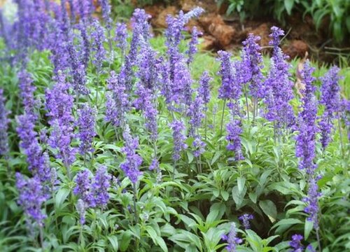 薰衣草叶子发黄是怎么回事