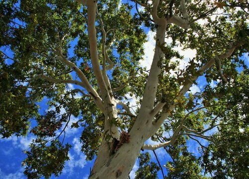 杨树长什么样子图片