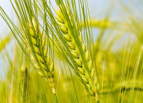 2023年小麦保险是多少钱