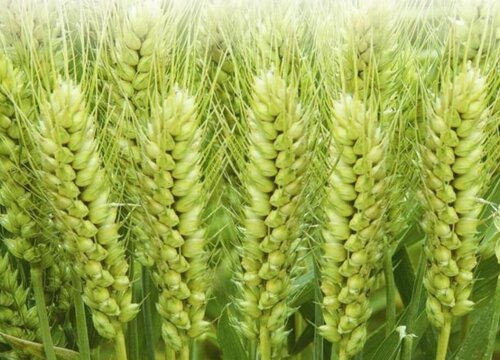 2023年小麦保险是多少钱