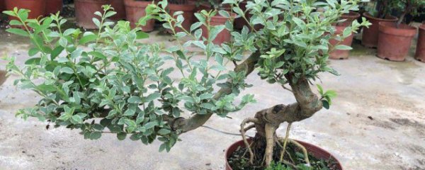 冬青盆栽的养殖方法和注意