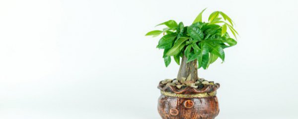 客厅适合养些什么树