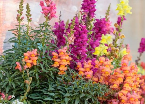 金鱼草花期是什么时候