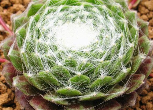 蛛丝卷绢多肉怎么养