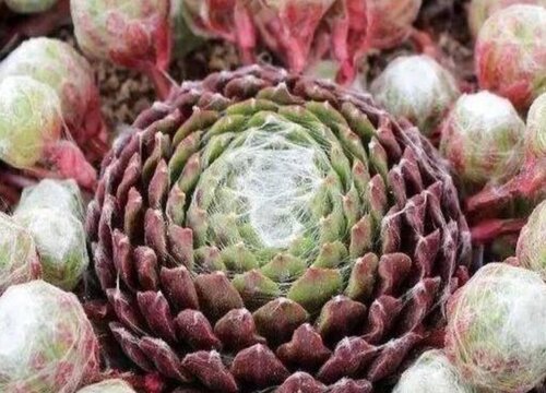 蛛丝卷绢多肉怎么养