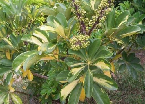 鸭脚木开花什么预兆