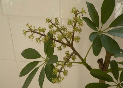 鸭脚木开花什么预兆