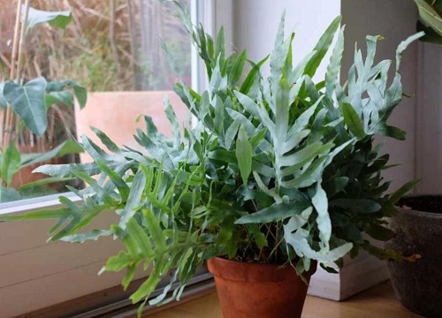 适合在家养的蕨类植物