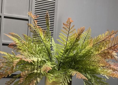 适合在家养的蕨类植物