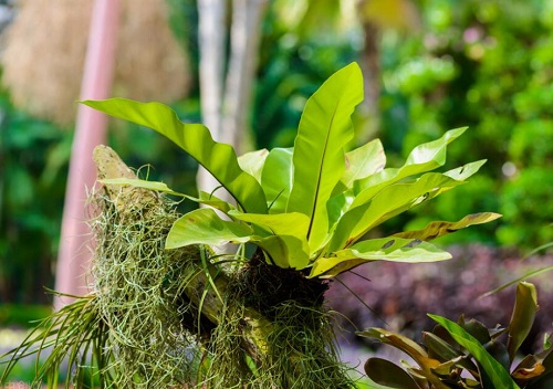 适合在家养的蕨类植物