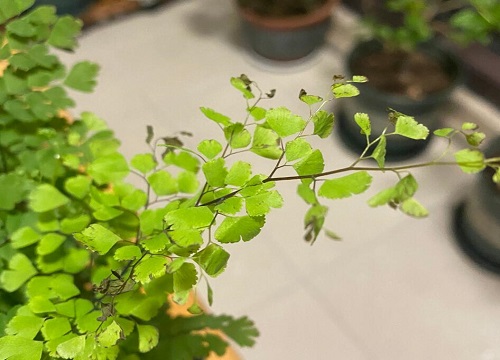 适合在家养的蕨类植物