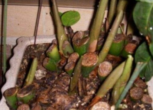 金钱树烂根怎么补救