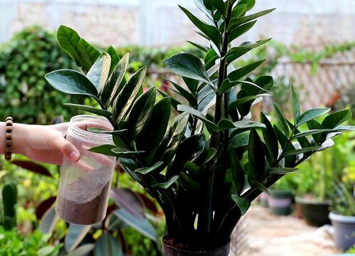 金钱树烂根怎么补救