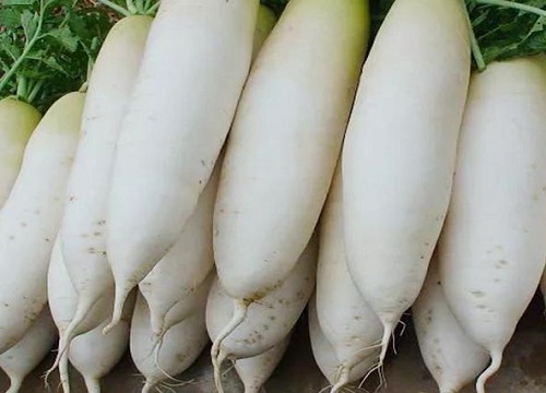 大白萝卜种植时间和方法