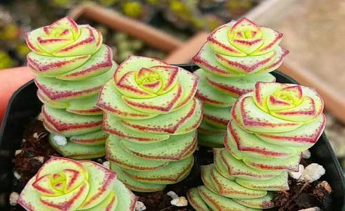 钱串子怎么换土