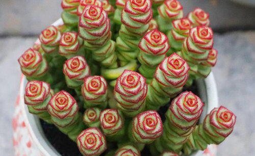 钱串子怎么换土