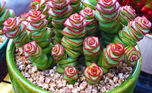 钱串子怎么换土