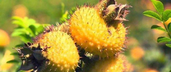 维生素最高的水果排行