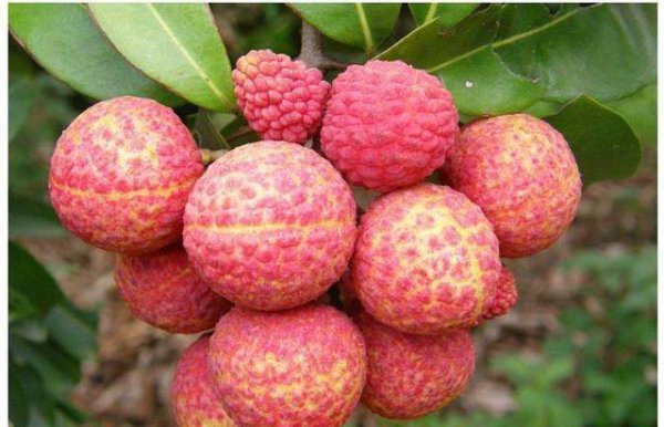 维生素最高的水果排行