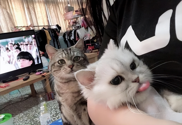 猫咪恨主人的十种表现