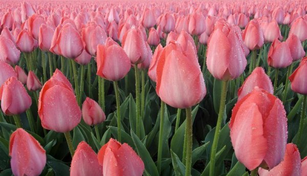 荷兰是哪个洲的国家