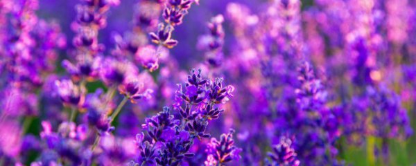 伊犁薰衣草什么时候开花