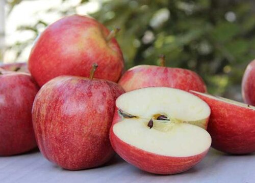 嘎啦果是热性还是凉性